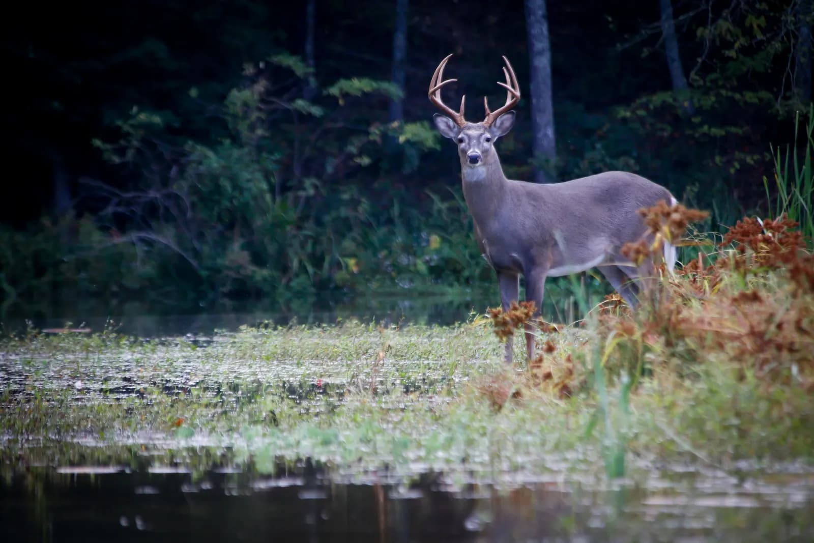 Hunting